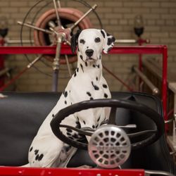 FASNY Museum of Firefighting - Molly the Museum Dog, the FASNY Museum of Firefighting's resident Dalmatian and mascot. She is a certified therapy dog.