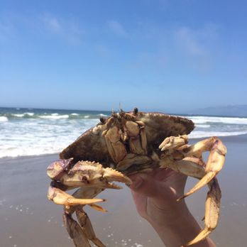 Ocean Beach - Looks like a Larry? Eh?? Don't judge it's arms though #selfconscious - Parks Near Me - San Francisco, California Ocean Beach - Looks like a Larry? Eh?? Don't judge it's arms though #selfconscious - Parks Near Me - San Francisco, California