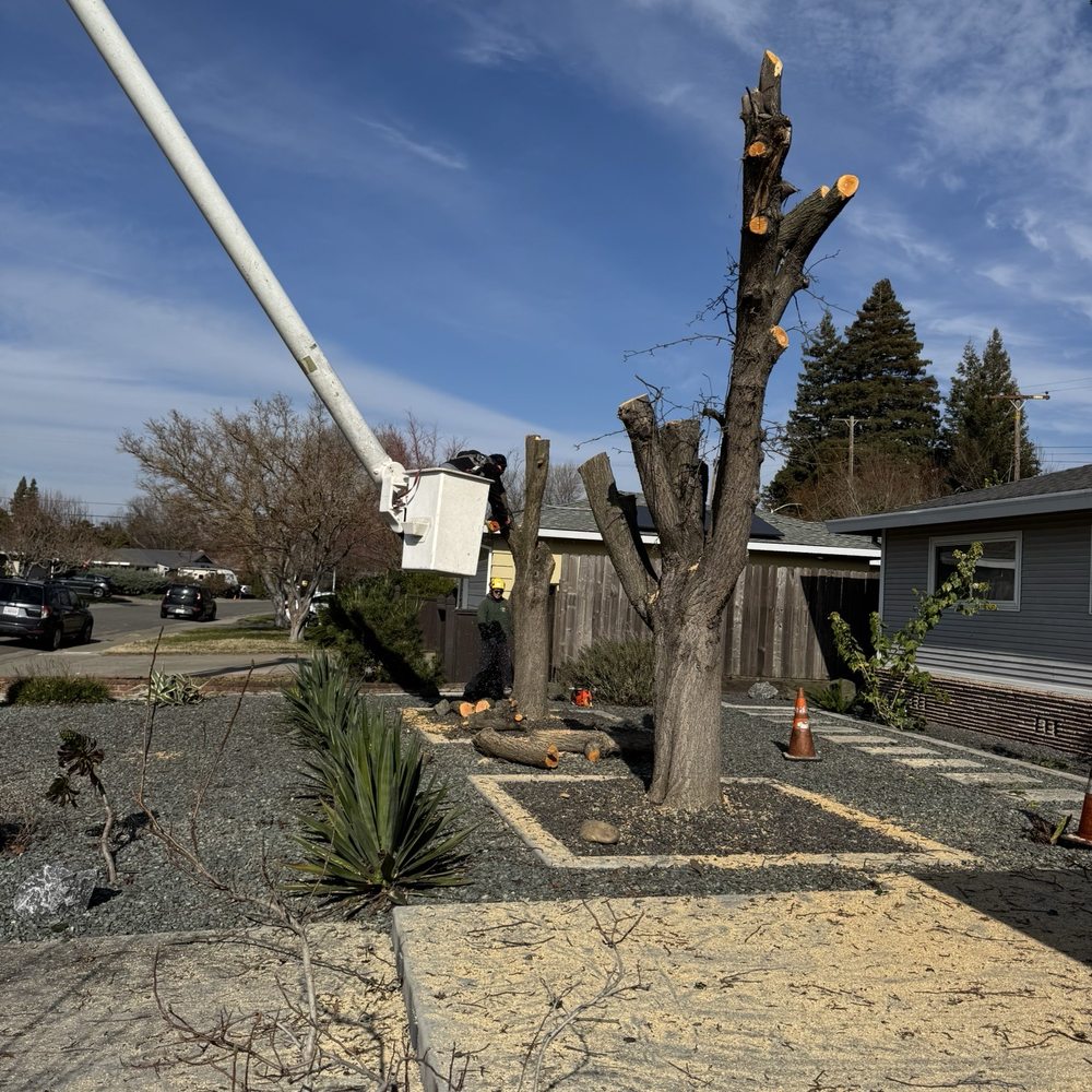 Tree Tech Services - Tree Services Near Me - Sacramento, California