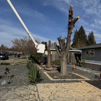 Tree Tech Services - Tree Services Near Me - Sacramento, California