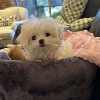 China Doll Maltese - Pet Breeders Near Me - Glendale, Arizona China Doll Maltese - Pet Breeders Near Me - Glendale, Arizona