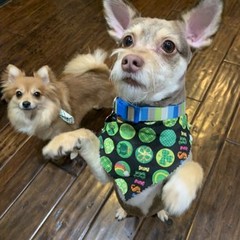 Candies Pet Grooming - Treats are always a good way to get your puppies to stand still for a photo! - Pet Groomers Near Me Candies Pet Grooming - Treats are always a good way to get your puppies to stand still for a photo! - Pet Groomers Near Me