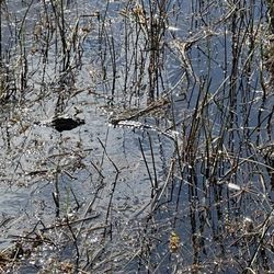 Down South Airboat Tours