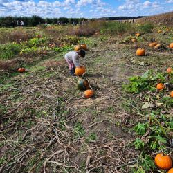 Russo's Fruit & Vegetable Farm - Pumpkin picking