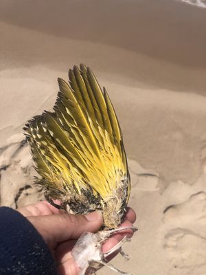 Ludington State Park Beach by null