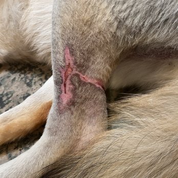 Standiford Veterinary Center - After three weeks Jeter has a bad scar from his ordeal. - Veterinarians Near Me - Modesto, California Standiford Veterinary Center - After three weeks Jeter has a bad scar from his ordeal. - Veterinarians Near Me - Modesto, California