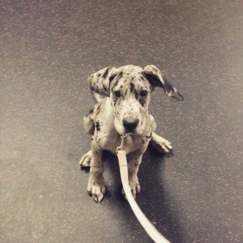 Learning Pawsibilities - Sit! - Pet Training Near Me - Phoenix, Arizona