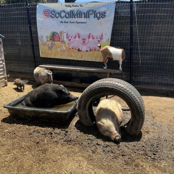 SoCalMiniPigs - Pet Breeders Near Me - Valley Center, California SoCalMiniPigs - Pet Breeders Near Me - Valley Center, California