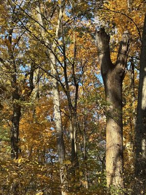 Inwood Hill Park by null