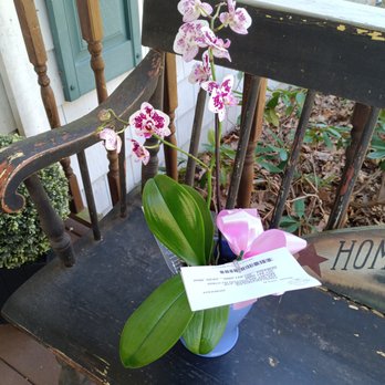 Avas Flowers - This is what was received three days after Easter.  The orchids at ShopRite for $20 were far nicer than this one and I hate orchids. - Florists Near Me