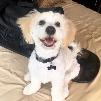 Grooming Day Salon - Cheeeeese! - Pet Groomers Near Me - Bellflower, California Grooming Day Salon - Cheeeeese! - Pet Groomers Near Me - Bellflower, California