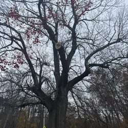 Juarez Landscaping and Tree Services - Tree trimmed, snapped, and branches removed.