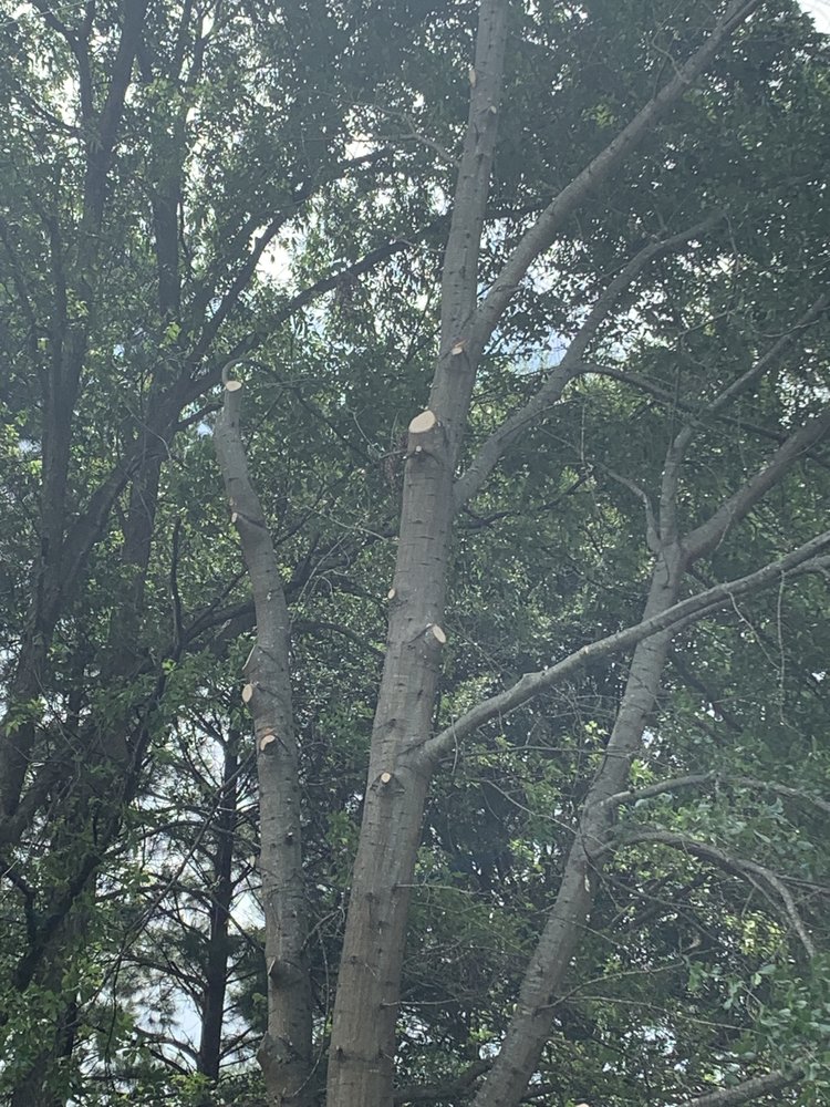 West Tree Service - tree service in Little Rock, AR