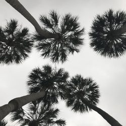 Henry B. Plant Park - Give me shade or give me 3rd degree burns!