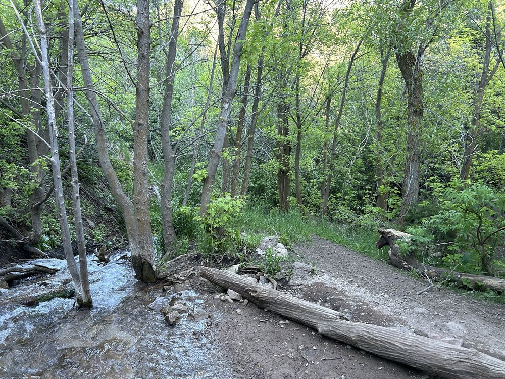 Burch Hollow Trail Logo