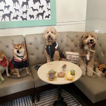 Dogue - Pet Stores Near Me - San Francisco, California
