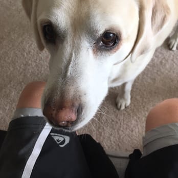 Pet-Life - Tessa - Pet Sitting Near Me
