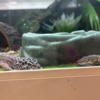 PetSmart - Gecko with bloody toe nails - Pet Training Near Me - Plymouth, Massachusetts