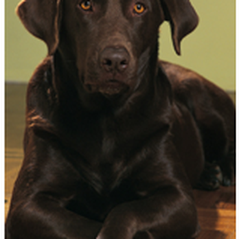Creekside Grooming - Pet Groomers Near Me - Winchester, Virginia