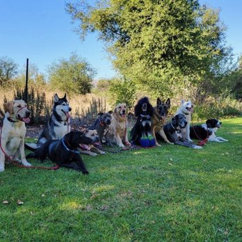 Ugly Dog Adventures - Dog Walkers Near Me
