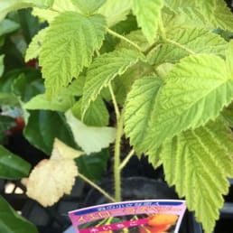 グッデイ姪浜店 Nurseries Gardening 西区姪の浜2丁目22 25 福岡市 福岡県 Japan Phone Number Yelp