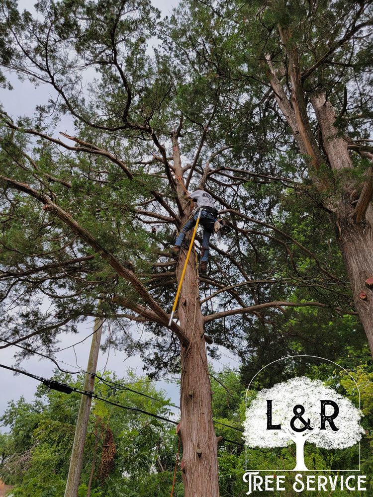 L & R Tree Service - tree service in Oklahoma City, OK