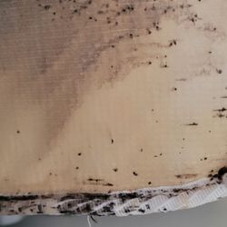 No. 1 Pest Control - This is evidence of bed bugs
