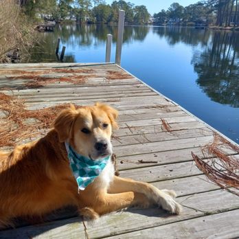 Ridgeside K9 - Bear just chillin' - Pet Training Near Me - Bluemont, Virginia