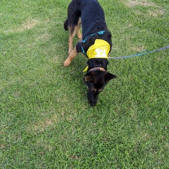 Wiggle Waggle Walk - Community Service/Non-Profit Near Me - Pasadena, California Wiggle Waggle Walk - Community Service/Non-Profit Near Me - Pasadena, California