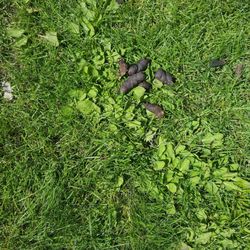Paul Lake Provincial Park - Dog Shit ! Yuk !