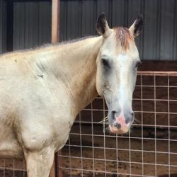 Little Forest Equestrian