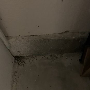 Bordeaux Apartment Homes - Infestation after the water heater broke 7/04 weekend. Insects have been living behind the water heater (in the garage) came out - Apartments Near Me - Newport Beach, California Bordeaux Apartment Homes - Infestation after the water heater broke 7/04 weekend. Insects have been living behind the water heater (in the garage) came out - Apartments Near Me - Newport Beach, California