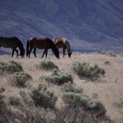 Carson Valley Tours