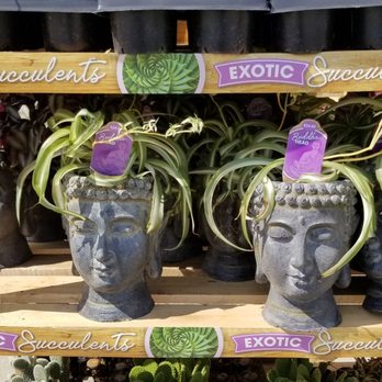Kroger Marketplace - a display of exotic plants - Grocery Near Me - Centerville, Ohio Kroger Marketplace - a display of exotic plants - Grocery Near Me - Centerville, Ohio