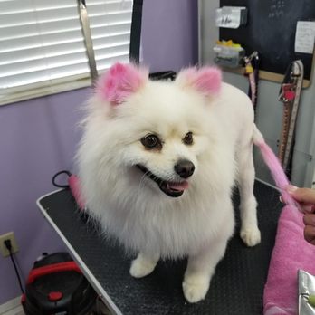 Fuzz Monsters Pet Grooming - Pom - Pet Groomers Near Me - Citrus Heights, California Fuzz Monsters Pet Grooming - Pom - Pet Groomers Near Me - Citrus Heights, California