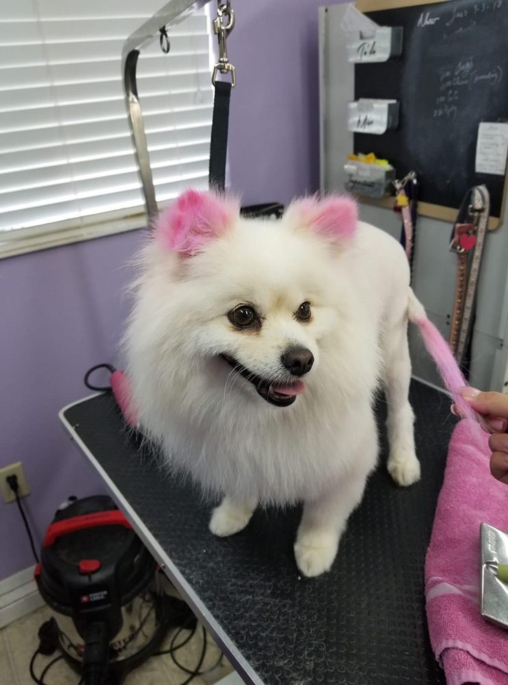 FUZZ MONSTERS PET GROOMING Updated August 2024 111 Photos & 77