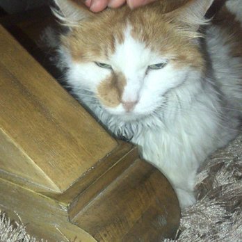 Dr. Bennett's Veterinary House Calls - Veterinarians Near Me Dr. Bennett's Veterinary House Calls - Veterinarians Near Me