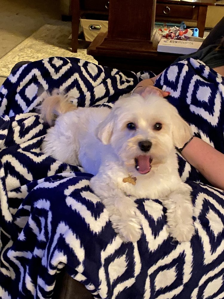 UPTOWN PETS Updated September 2024 500 Main St, Edwardsville