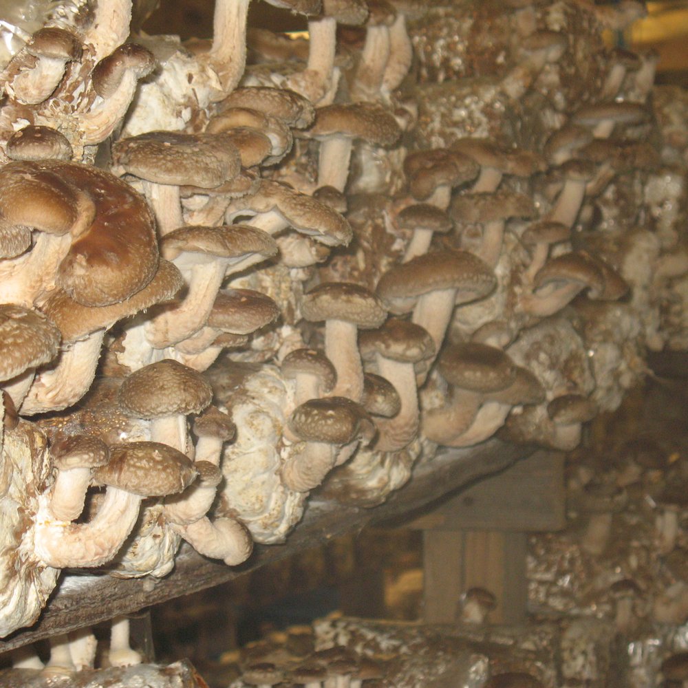 TOP 10 BEST Mushroom Farm near Pescadero, CA 94060 - Updated 2026 - Yelp