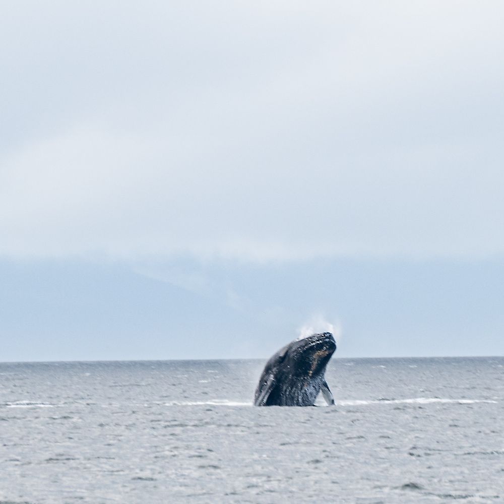 Juneau Lighthouse Tours - Breaching Humpback - Whale Watching Tours Near Me - Juneau, Alaska