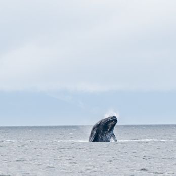 Juneau Lighthouse Tours - Breaching Humpback - Whale Watching Tours Near Me - Juneau, Alaska