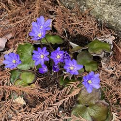 Mason Hollow Nursery - Beautiful spring blooms!