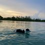 Tigertail Lake South Dog Park