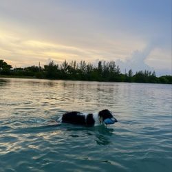 Tigertail Lake South Dog Park