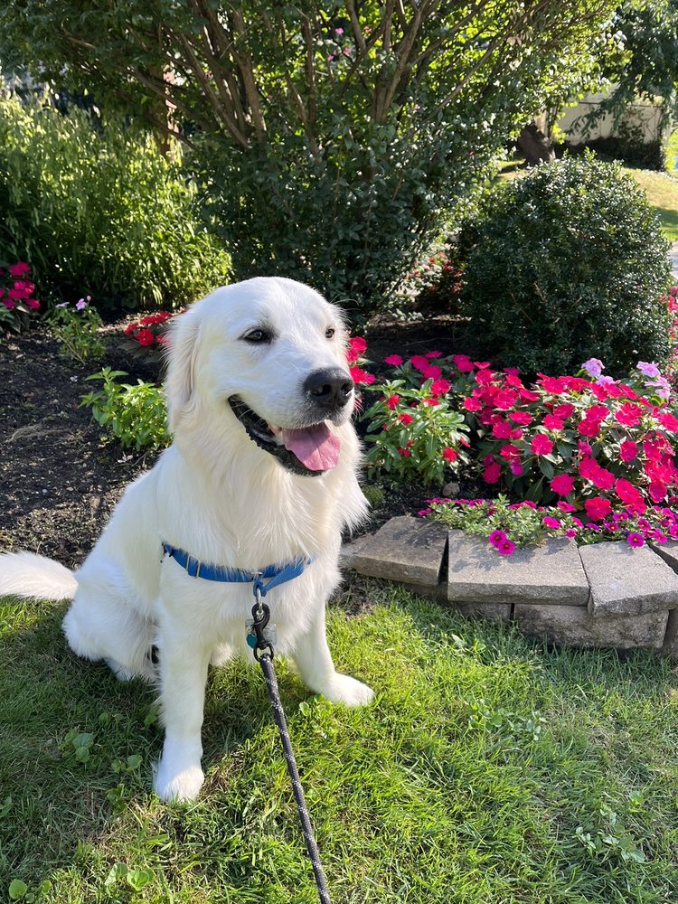 PET SITTERS CLUB Updated September 2024 228 Photos & 65 Reviews