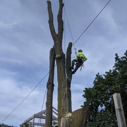 Hudson Tree Services - Tree services in progress.
