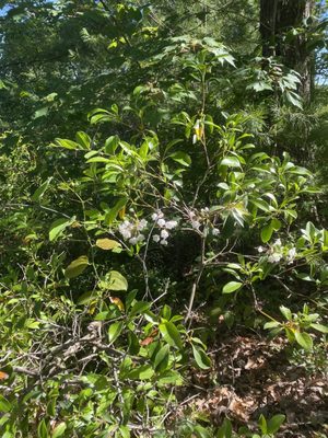 Daniel Boone National Forest by null