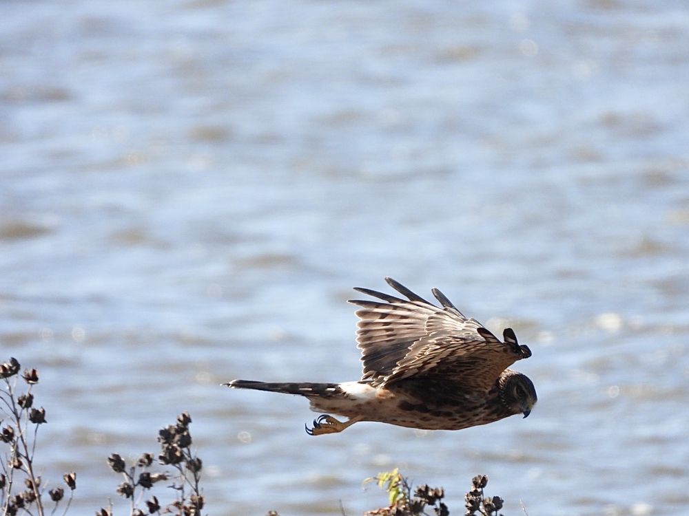 EDWIN B. FORSYTHE NATIONAL WILDLIFE REFUGE 145 Photos & 30 Reviews