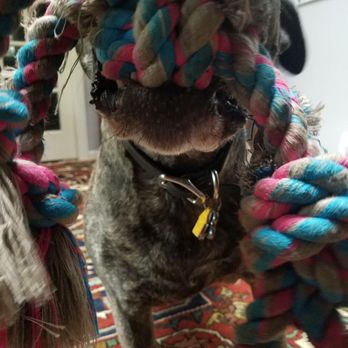 Sit 'N Stay Pet Sitting - She even played tug with Urukhai. That was above the call of duty. He loves it so much! - Dog Walkers Near Me Sit 'N Stay Pet Sitting - She even played tug with Urukhai. That was above the call of duty. He loves it so much! - Dog Walkers Near Me