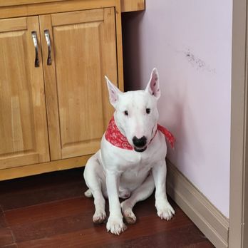 The Spotted Dog Pet Spa - Pet Groomers Near Me - Jacksonville, Florida The Spotted Dog Pet Spa - Pet Groomers Near Me - Jacksonville, Florida